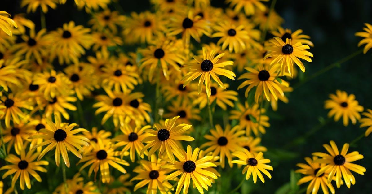 Rudbekie w top formie: jesienne dokarmianie i siew zimowy – przepis na obfite kwitnienie
