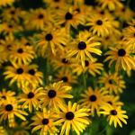 Rudbekie w top formie: jesienne dokarmianie i siew zimowy – przepis na obfite kwitnienie