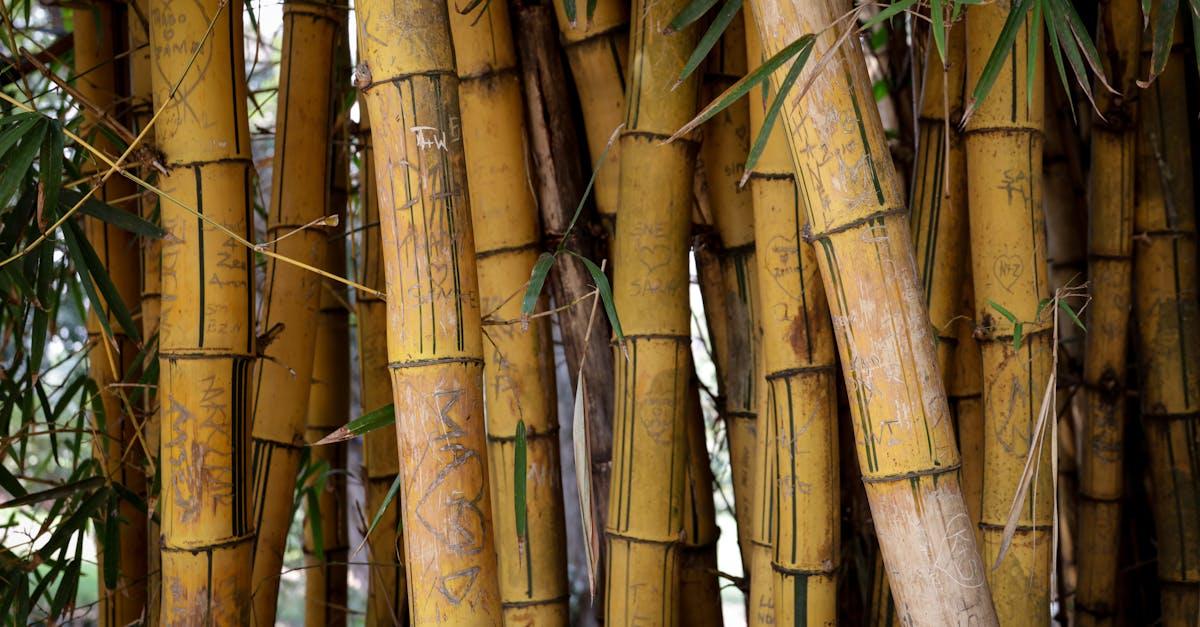 Pergole z grubego bambusa: 15 trwałych pomysłów na naturalną oazę w ogrodzie