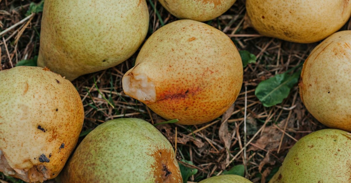 Gruszki konferencyjne na podkładce pigwowej: krok po kroku do obfitych zbiorów nawet w małym ogrodzie