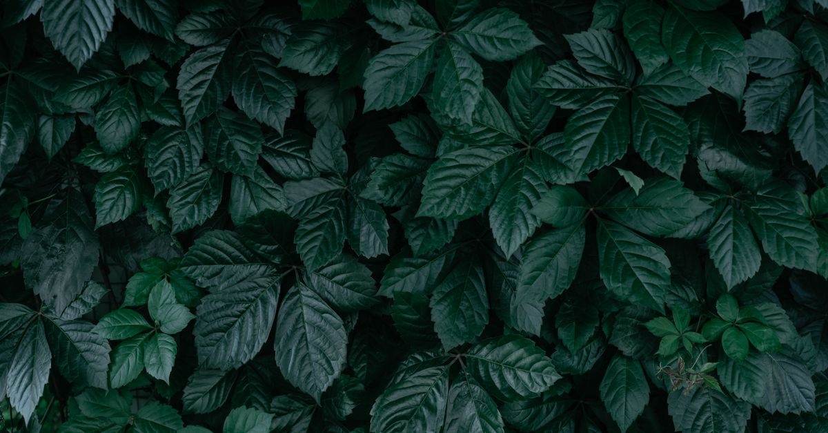 Niebieski akcent w ogrodzie: jak wybrać winobluszcz pięciolistkowy (Parthenocissus), który zachwyci cały sezon
