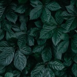 Niebieski akcent w ogrodzie: jak wybrać winobluszcz pięciolistkowy (Parthenocissus), który zachwyci cały sezon