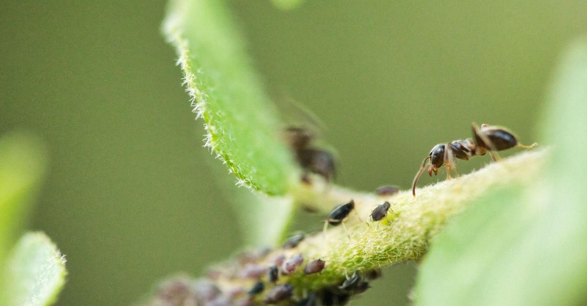 Fasola szparagowa bez mszyc: skuteczne, naturalne metody ochrony plonu
