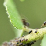 Fasola szparagowa bez mszyc: skuteczne, naturalne metody ochrony plonu